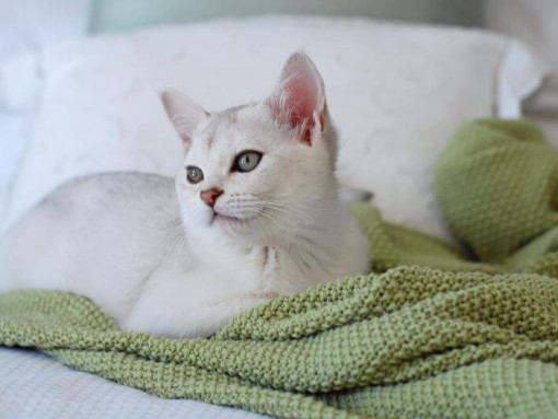 Кошка бурмилла спит