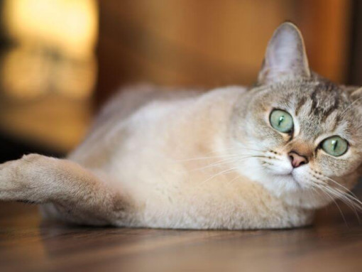 Бурмилла выглядит удивленной