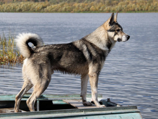 Канадская эскимосская собака у воды