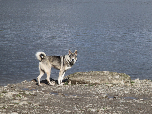 Канадская эскимосская собака стоит на берегу