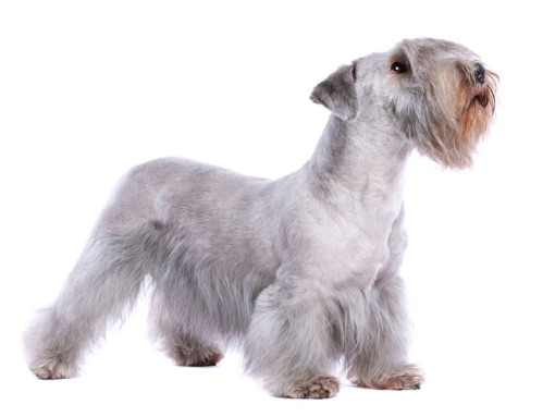 Белый чешский терьер стоит