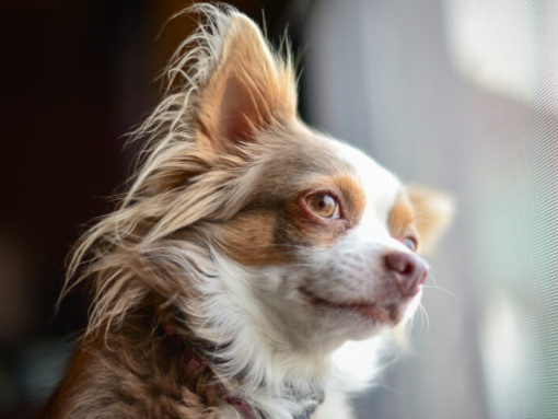 Коричневый длинношерстный чихуахуа смотрит