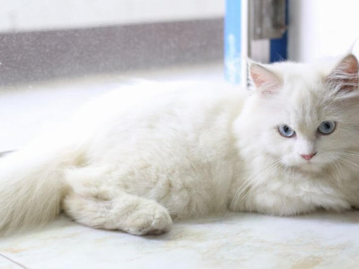 Кошка шиншилла лежит на полу