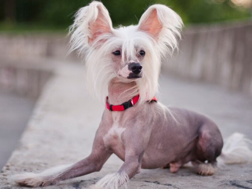 Китайская хохлатая собака сидит на улице