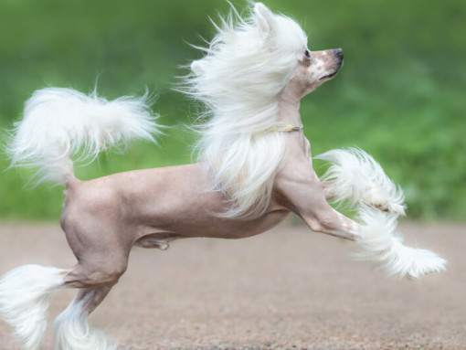 Китайская хохлатая собака бегает на свежем воздухе