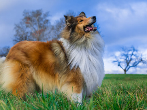 Собака смотрит в небо