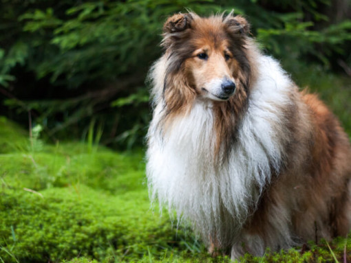 Колли стоит в лесу