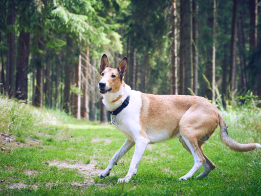 Гладкошерстный колли в лесу