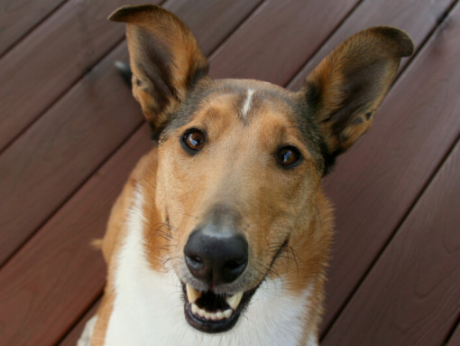 Колли с гладкой шерстью лежит