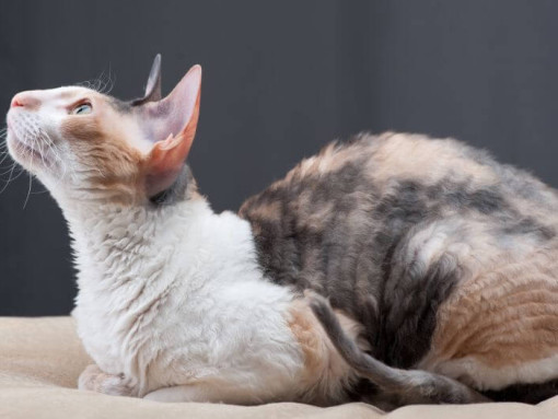 Кошка корниш-рекс лежит на диване