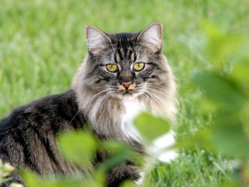 Кот Кимрик стоит в саду