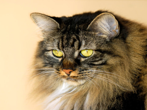 Кимрик кот наблюдает за кем-то