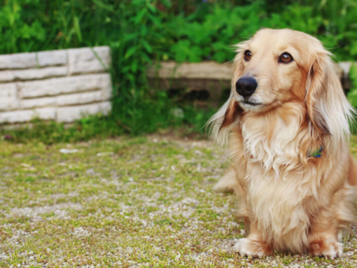 Миниатюрная длинношерстная такса стоит во дворе