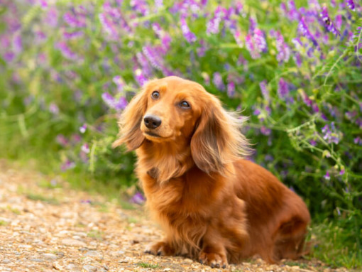 Коричневая миниатюрная длинношерстная такса сидит