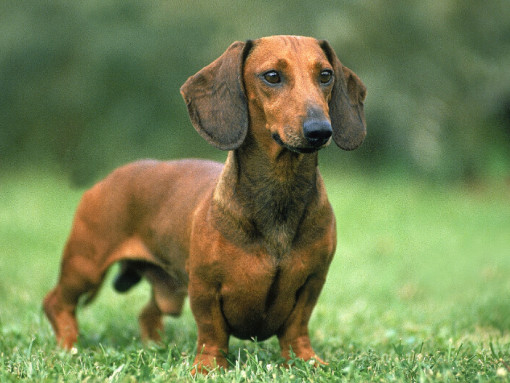 Коричневая гладкошерстная такса на траве