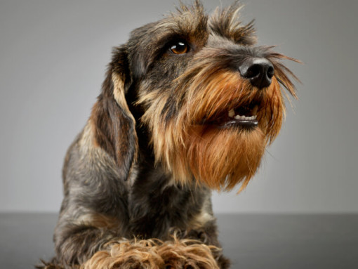 Двухцветная жесткошерстная такса смотрит в сторону.