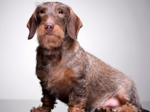 Двухцветная жесткошерстная такса сидит и смотрит в камеру.