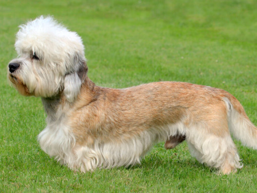 Дэнди Динмонт Терьер стоит на траве