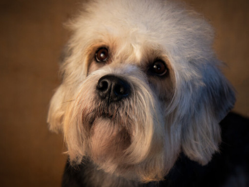 Дэнди Динмонт Терьер стоит и смотрит