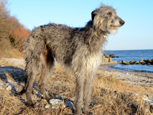 Серый дирхаунд стоит на пляже.
