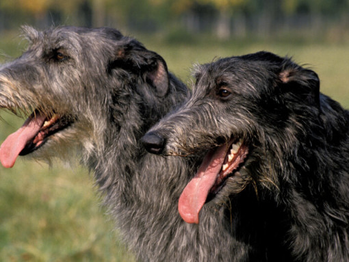 Две черноволосые дирхаунды улыбаются.