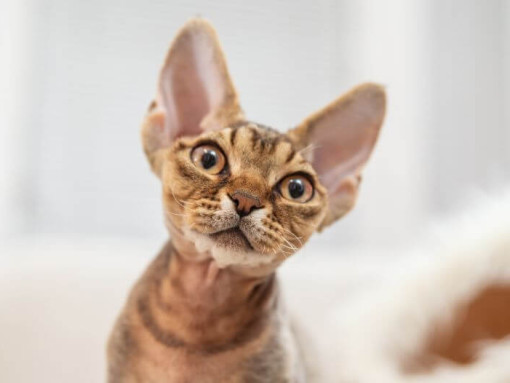 Котенок Девон-рекс наблюдает за кем-то