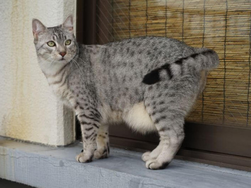 Беременная Египетская Мау гуляет по городу