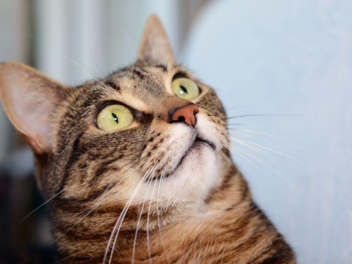 Египетский мау удивленно смотрит на что-то