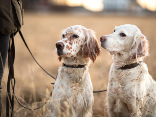 Два белых английских сеттера смотрят на хозяина.