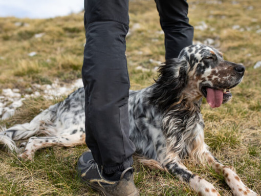Английский сеттер лежит на земле.