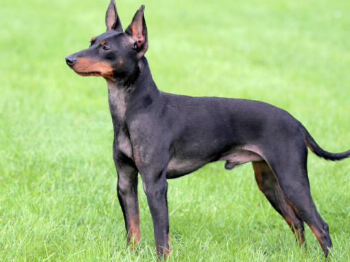 Английский той-терьер стоит на траве