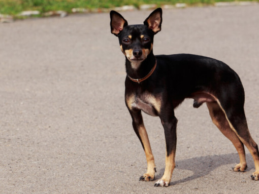 Английский той-терьер стоит на дороге