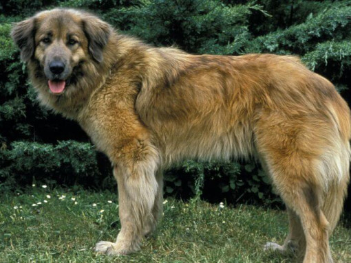 Эштрельская овчарка стоит на траве