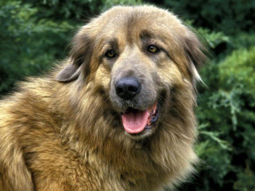 Эштрельская овчарка наблюдает