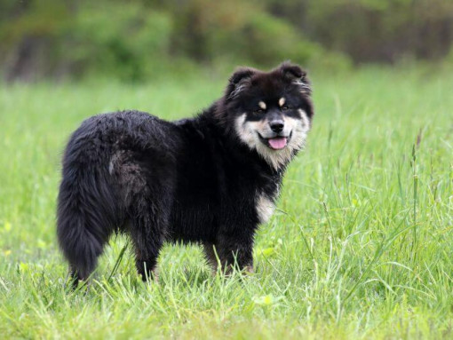 Финский лаппхунд стоит в поле