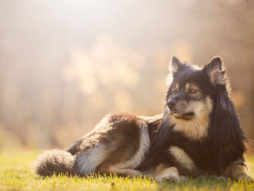 Финский лаппхунд лежит на траве