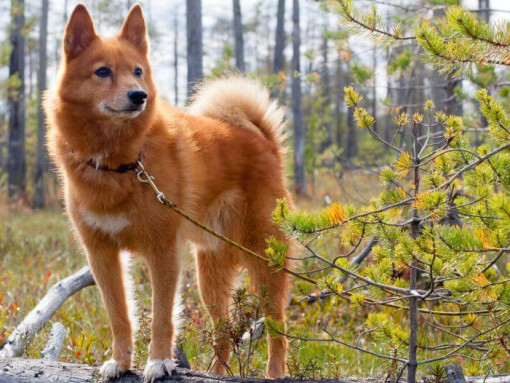 Финский шпиц в лесу