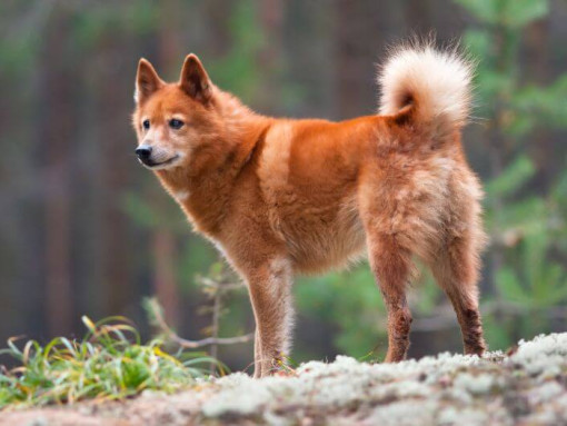 Финский шпиц стоит на скале