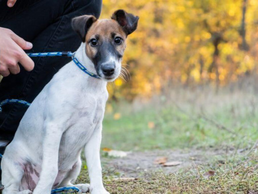 Гладкошерстный фокстерьер с голубым ошейником