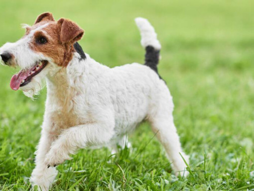 Фокстерьер жесткошерстный играет на траве