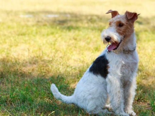 Фокстерьер жесткошерстный сидит на траве
