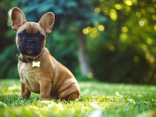 Французский бульдог