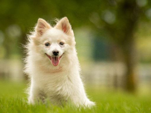 Светлый немецкий малый шпиц сидит в траве