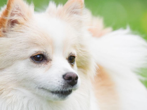 Немецкий малый шпиц в поле