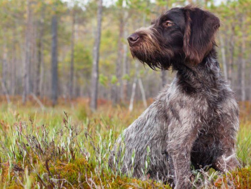 Немецкая жесткошерстная легавая в лесу