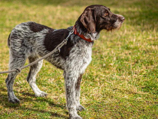 Немецкая жесткошерстная легавая на поводке