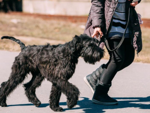 Ризеншнауцер гуляет на поводке