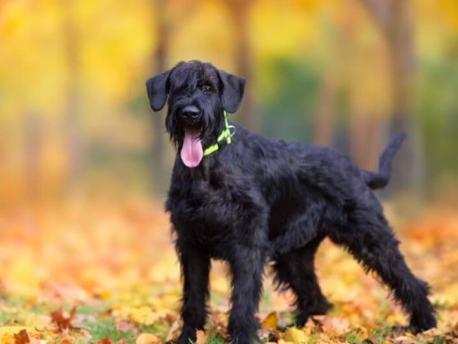Щенок ризеншнауцера в осеннем лесу