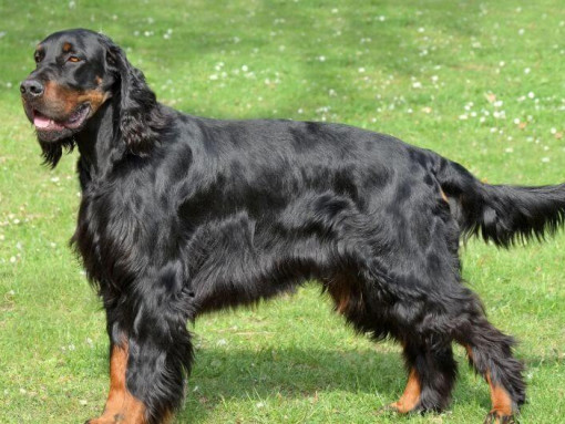 Собака стоит на траве