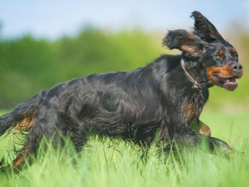 Собака бежит по траве